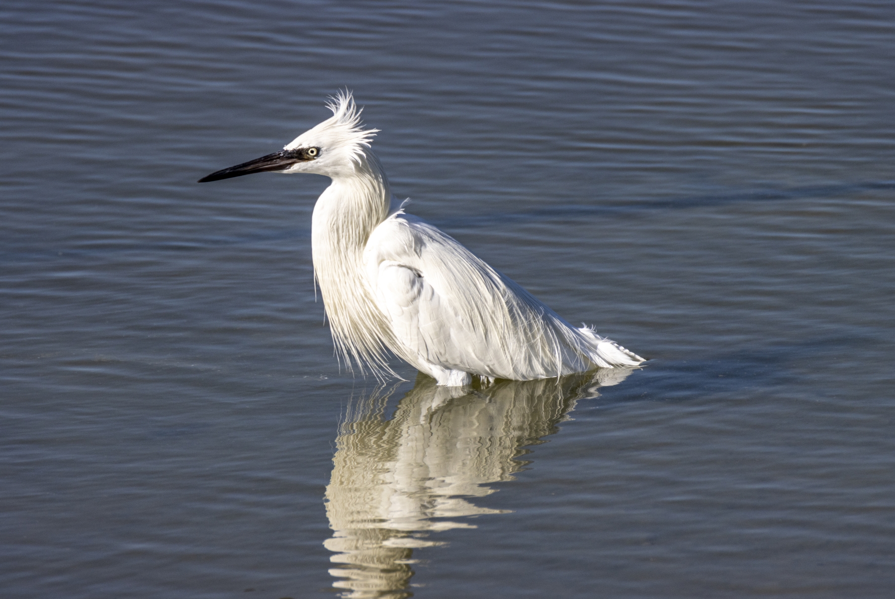 Snowy Egret, Port Aransas, Texas